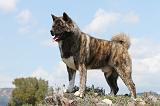 AKITA AMERICAIN 109